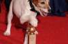 У Голлівуді вручать "Оскар" зоряним псам