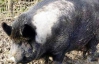 Величезна свиня спровокувала 10-кілометровий затор в Японії 