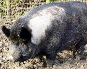 Огромная свинья спровоцировала 10-километровую пробку в Японии 