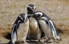 Путешествие к пингвинам лучше планировать в феврале или марте
