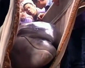 Из желудка дельфина врачи достали волейбольный мяч