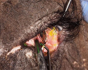 Впервые в Европе слонихе поставили контактную линзу