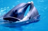 Экологи облегчили дельфинам страдания, застрелив животных на берегу