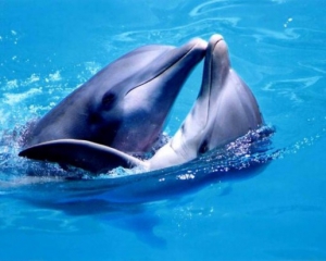 Екологи полегшили дельфінам страждання, застреливши тварин на березі