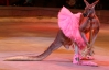 У московському цирку кенгуру навчили танцювати балет, а леопардів махати лапами