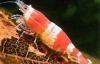 Британці створили камеру, яка показує світ очима креветки