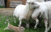 У Швеції кролик навчився пасти овець