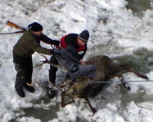 Австрийский олень свалился в водопад во время спасательной операции