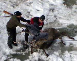 Австрійський олень звалився у водоспад під час рятувальної операції