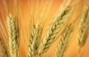 У світі рекордно подорожчала пшениця на новинах з України та Росії