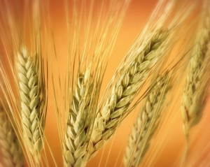 В мире рекордно подорожала пшеница на новостях из Украины и России