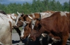 Україна заборонила ввезення худоби з п'яти європейських держав