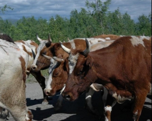 Україна заборонила ввезення худоби з п&#039;яти європейських держав