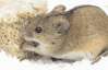 Мишей відлякують застромлені в сніг оселедці