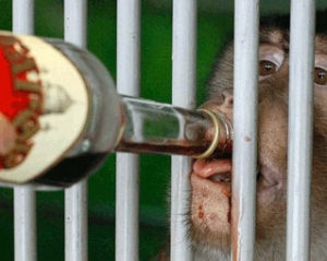 Мавпам у Караганді щодня наливають по 50 г вина для зігрівання