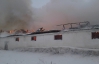 В пожаре на Черниговщине сгорели 116 свиней