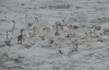 На Дністрі замерзає сотня лебедів