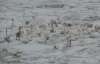На Днестре замерзает сотня лебедей