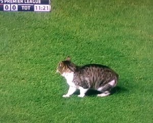 Кіт зупинив футбольний матч у Великій Британії