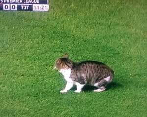 Кіт зупинив футбольний матч у Великій Британії