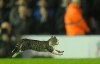 "Він швидший за Керролла": ліверпульський кіт став зіркою Інтернету