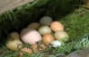 Колумбийская курица снесла яйцо-гигант весом 245 грамм