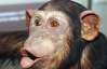Мавпи навчилися мити вікна й виносити сміття в зоопарку