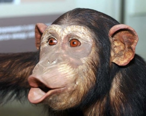 Мавпи навчилися мити вікна й виносити сміття в зоопарку