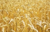 Експерт розповів, скільки коштуватиме пшениця