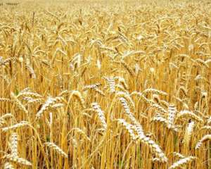 Експерт розповів, скільки коштуватиме пшениця