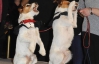 Собачий "Оскар" собрал на красной дорожке четырехлапых звезд Голливуда