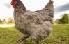 Британская курица предсказывает погоду своими яйцами