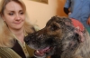 У київській ветклініці собаку зі скальпованою раною голови лікують безкоштовно