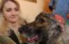 В киевской ветклинике собаку со скальпированной раной головы лечат бесплатно