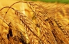Через Україну в світі третій день поспіль дорожчає пшениця