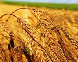 Из-за  Украины в мире третий день подряд дорожает пшеница