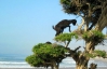 У Марокко кози навчилися лазити по деревах
