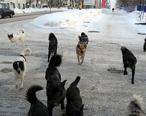 Донецкие милиционеры не могли отогнать собак от трупа пенсионерки
