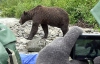 Медведя гризли шокировала группа отчаянных туристов