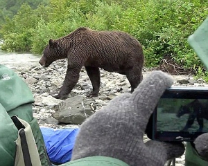 Медведя гризли шокировала группа отчаянных туристов