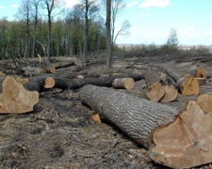 Главные легкие Киева под угрозой вырубки из-за забывчивого Киевсовета - экологи