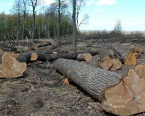 Головні легені Києва під загрозою вирубки через забудькувату Київраду – екологи