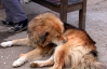 Киевские нищие издеваются над собаками, чтобы вызвать жалость у прохожих
