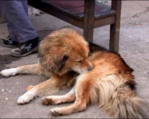 Киевские нищие издеваются над собаками, чтобы вызвать жалость у прохожих