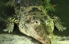В київському зоопарку помер рідкісний кубинський крокодил-улюбленець Черновецького