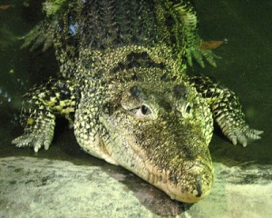 В киевском зооперке умер редкостный кубинский крокодил-любимец Черновецкого