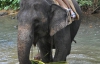 Покататься на слоне на Шри-Ланке стоит 30 долларов