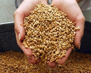 Украина в этом году не вводить квоты на зерно