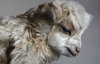 В Индии клонировали редкую тибетскую козу