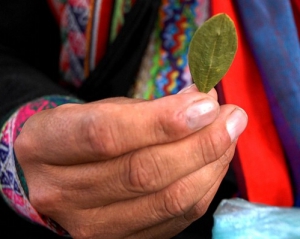 Судья из Боливии перед вынесением вердикта гадает на листьях коки